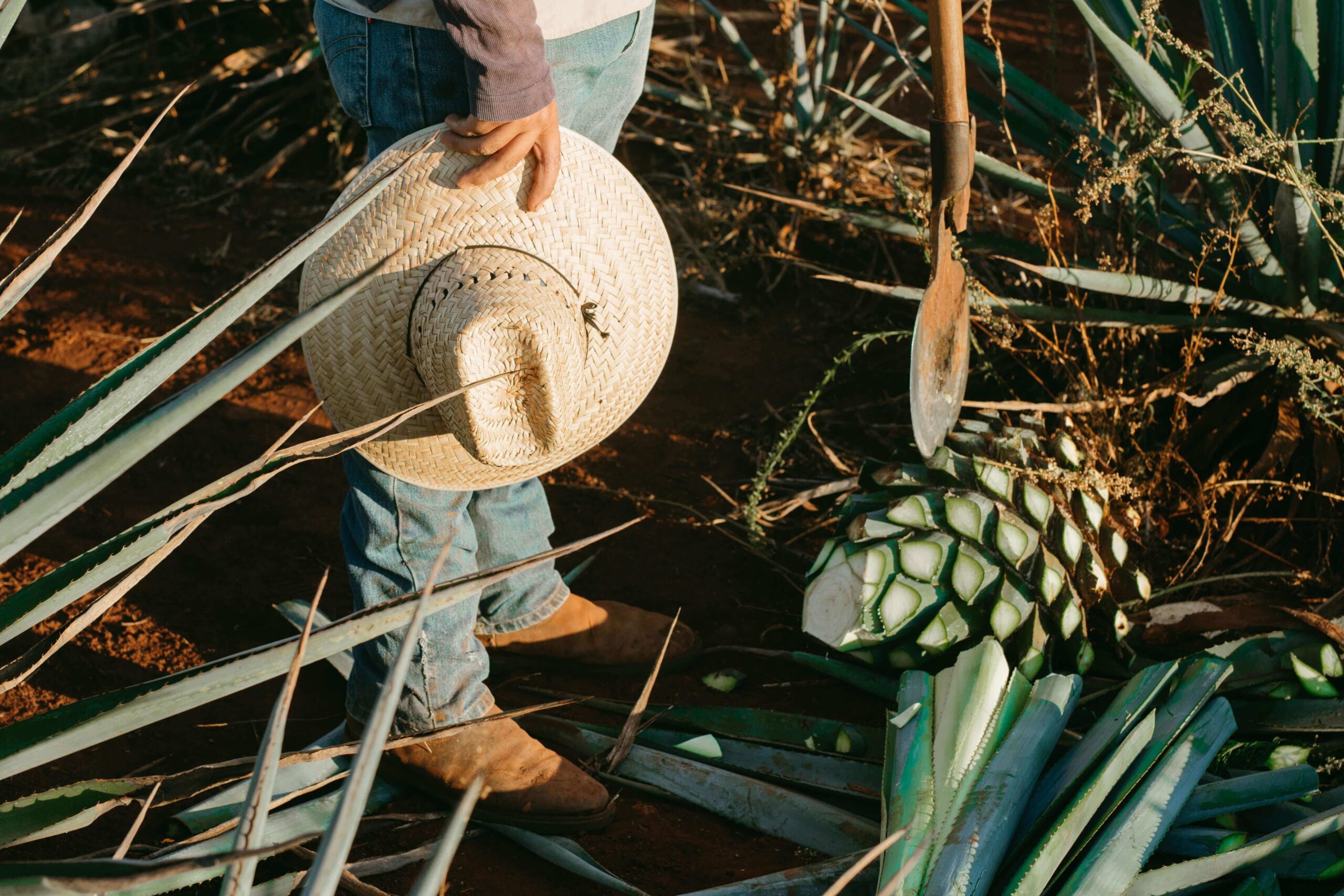 Proceso de elaboración del Tequila - DOBLE B