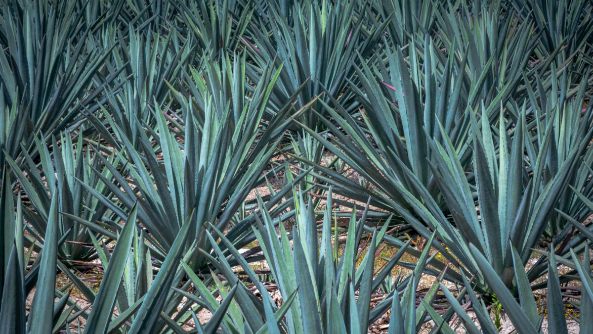 Campo de agave