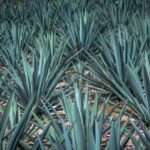 Campo de agave